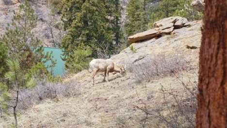 colorado mountain goat grazing on rocky mountains countryside mountain side