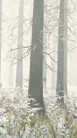 mystical silhouettes of trees in foggy winter forest