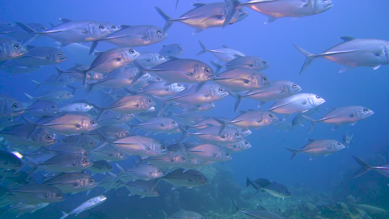 cámara filmando un grupo de peces plateados cuando una manta oceánica aparece detrás.