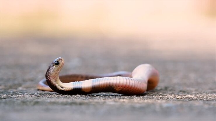 Uma cobra de tamanho médio com corpo fino em comparação com outras cobras.