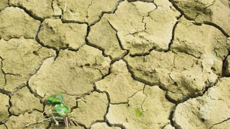 A-lone-plant-on-cracked-dry-earth,-symbolizing-drought