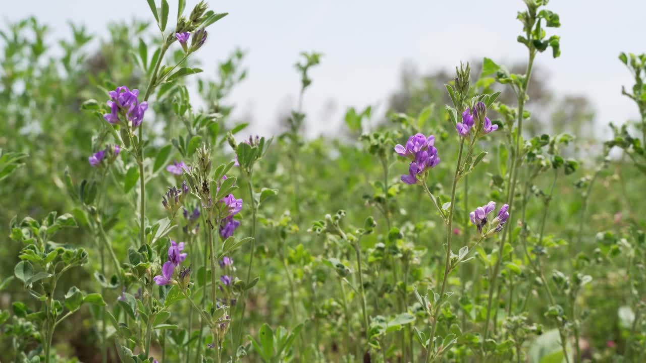 infestación de plagas de pulgones negros en el campo de alfalfa