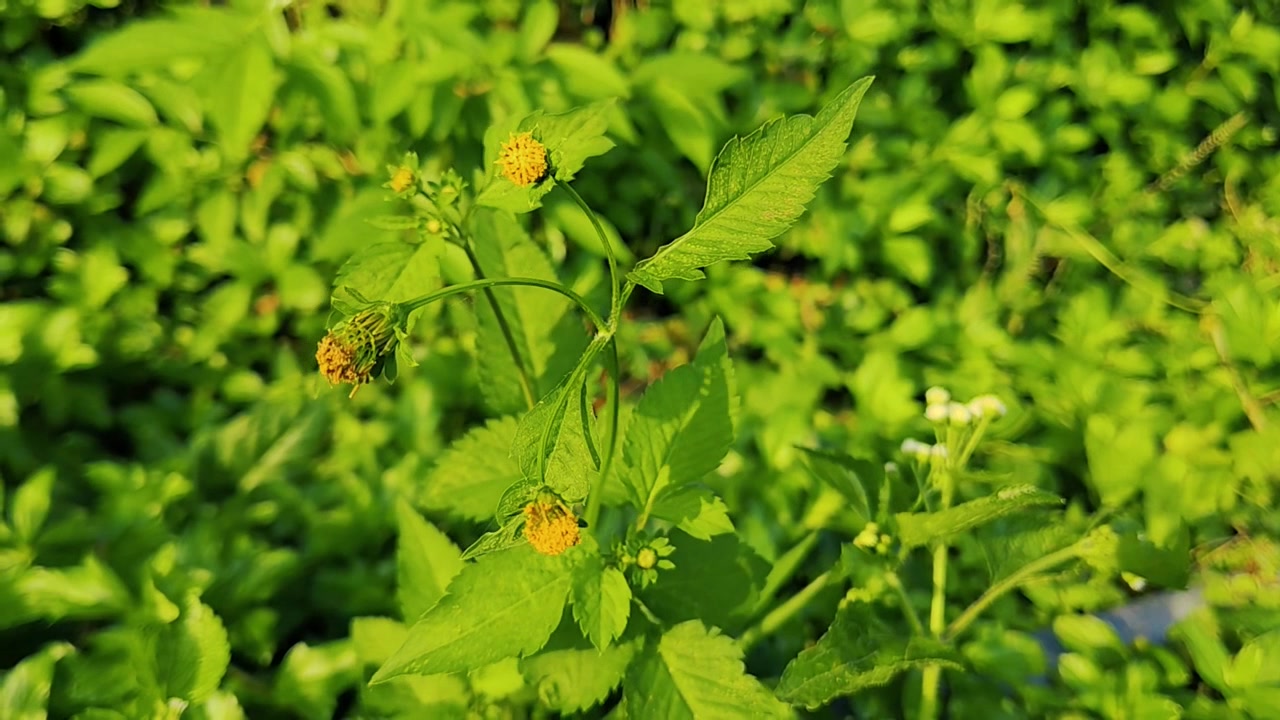 Piccoli fiori selvatici gialli che crescono in un rigoglioso giardino verde