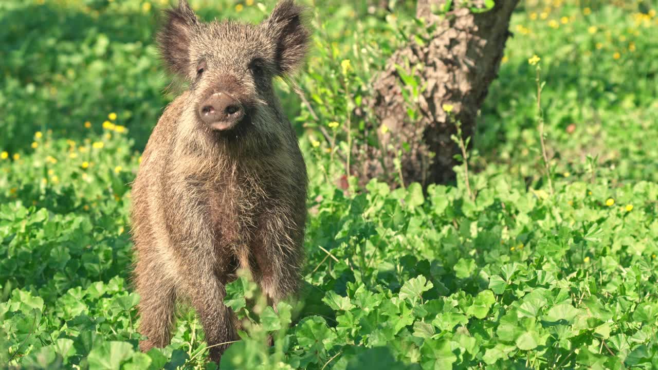 Cinghiale in piedi che guarda un campo verde