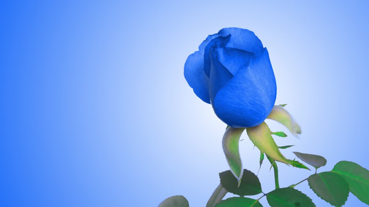 파란색 배경에 꽃이 피는 놀라운 밝은 파란색 장미 꽃이 꽃을 피우는 장미 또는 장미의 꽃이 클로즈업으로 열리는 시간 경과 결혼식 배경, 발렌타인 데이 컨셉, 생일 어리