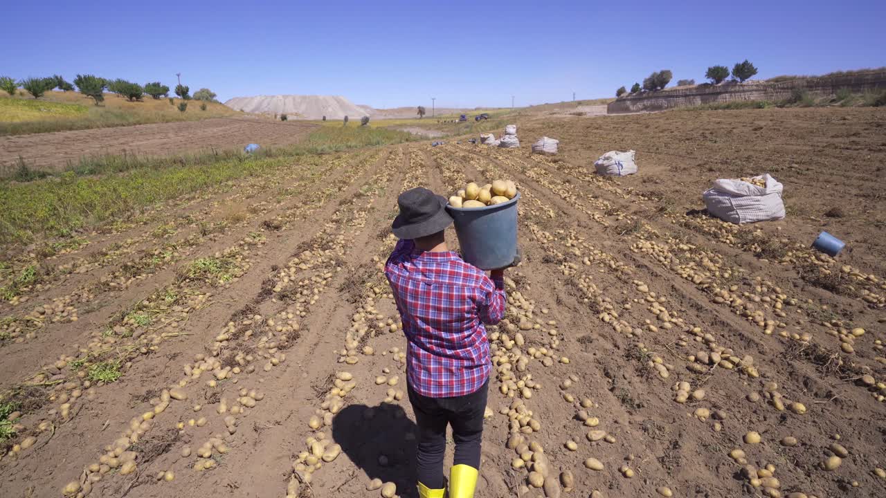 granjero llevando patatas en el campo de patatas.