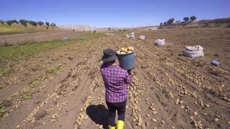 Farmer-carrying-potatoes-in-potato-field.