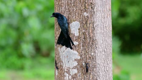 el drongo cola de raqueta mayor es conocido por su cola que parece una raqueta