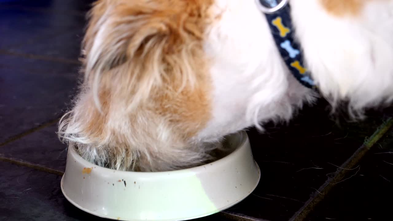 4k 개 먹는 작은 웨스트 하이랜드 테리어 잭 러셀 크로스