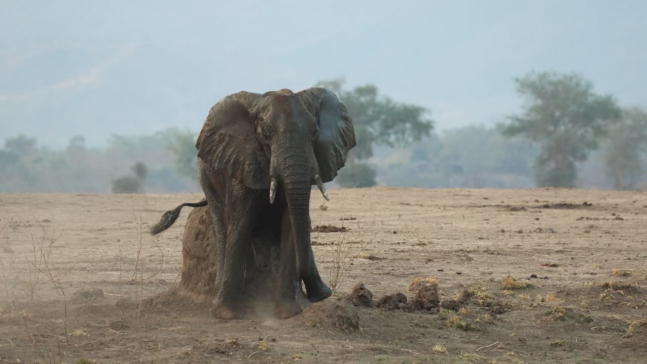 Medium shot of an African elephant scratching his bum against a termite mound, Mana Pools
