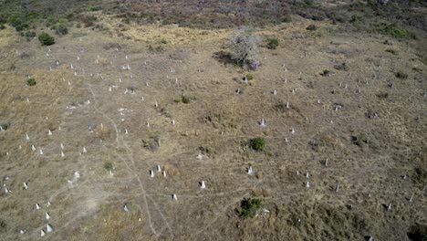 pull back aerial view of land deforested by fire in the brazilian pantanal