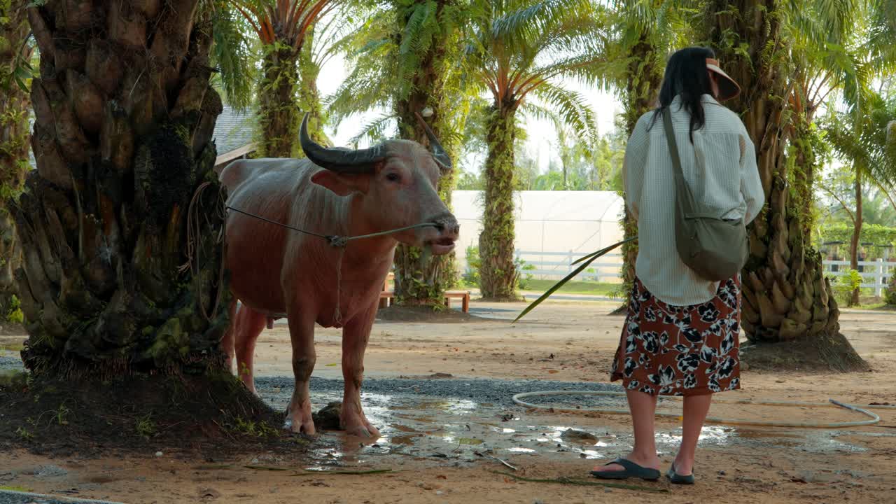 Seorang turis Korea memiliki interaksi yang lembut dan penuh perhatian dengan seekor kerbau besar di sebuah pertanian di Khao Lak, Thailand, memberi makan hewan tersebut saat matahari terbenam yang indah