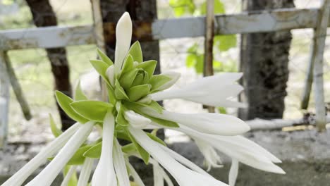 flor de pétalo blanco en un día ventoso y vieja valla oxidada en el fondo