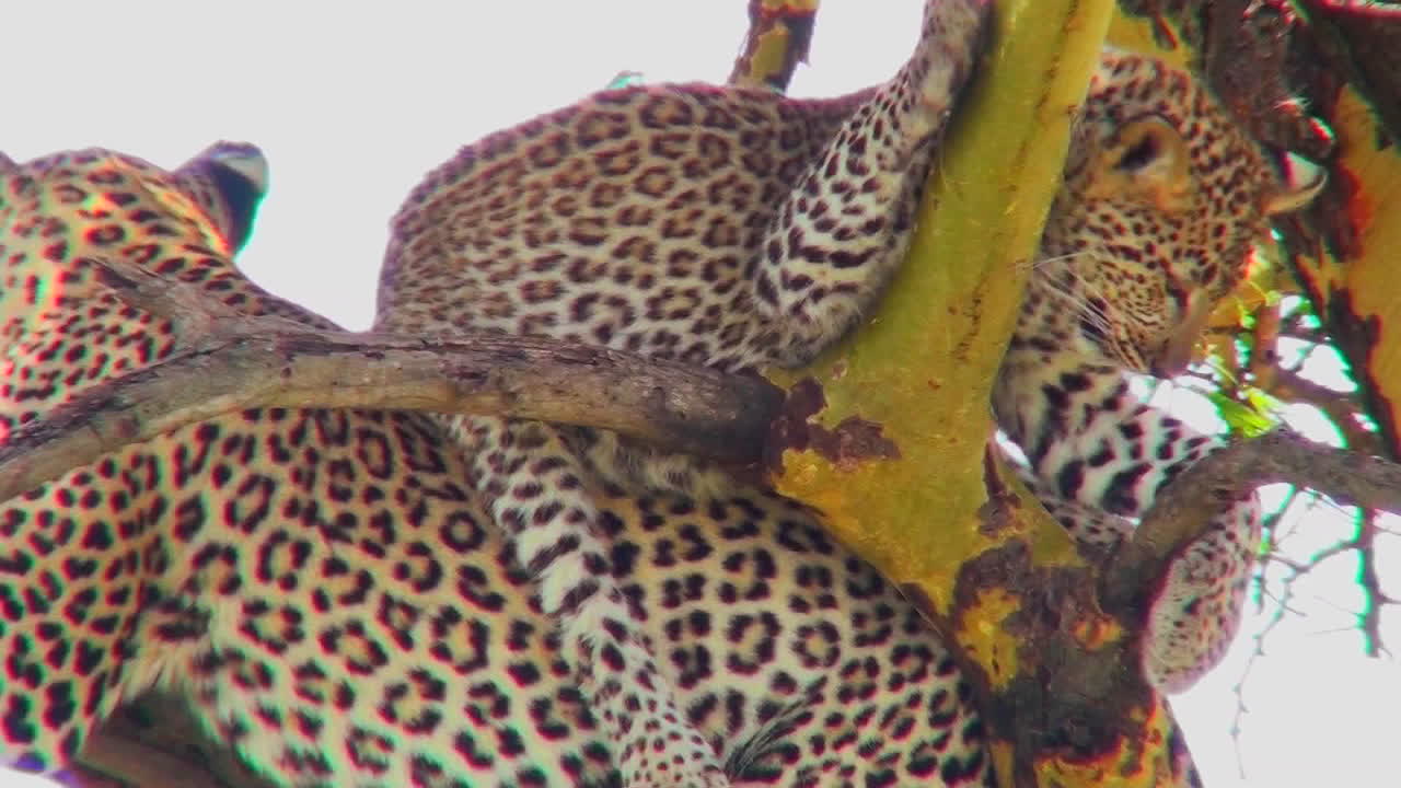 표범 아기는 아프리카의 나무에 있는 어머니의 등에 앉아 있습니다.