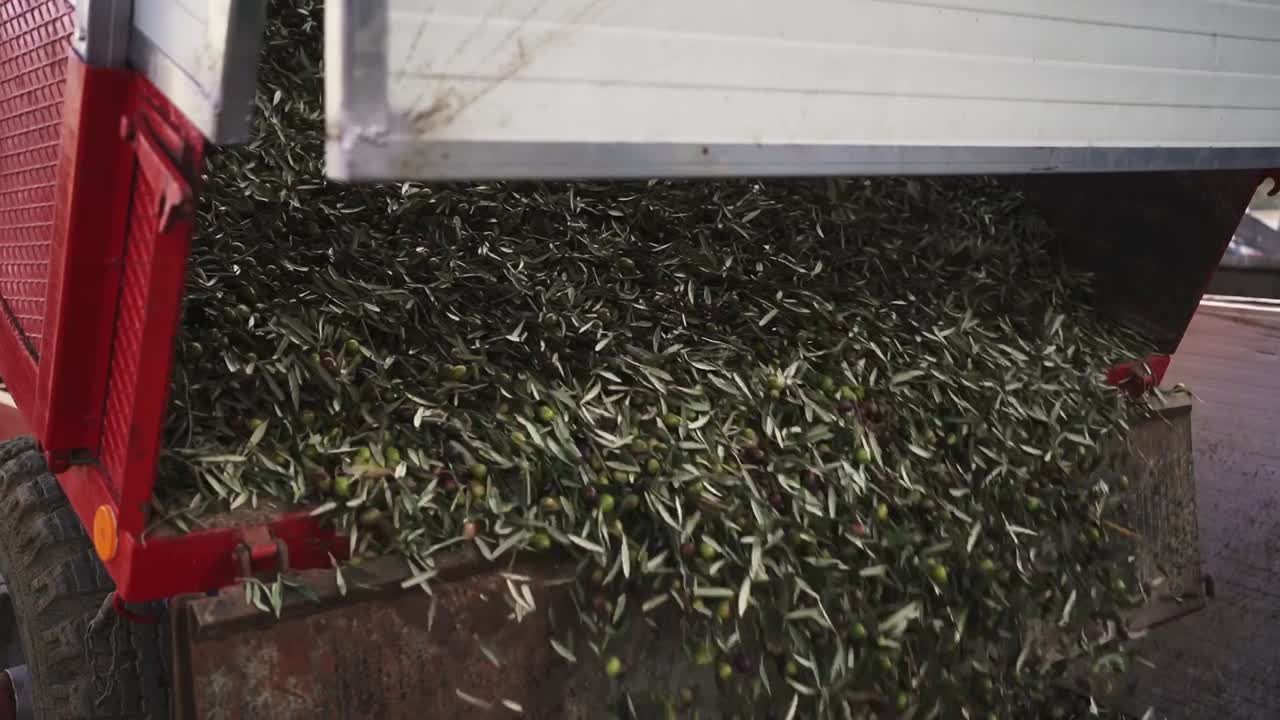 Fresh olives with leaves pouring into industrial hopper for cleaning