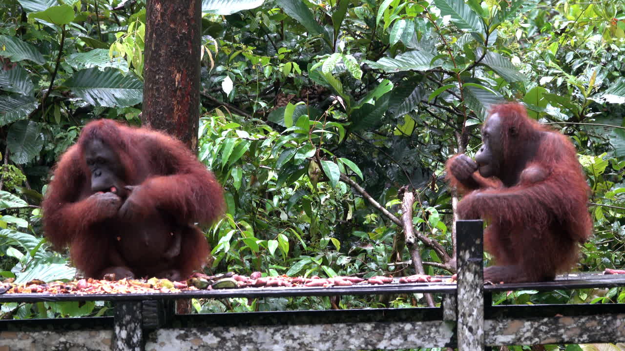 Two orangutan mothers eat in the Borneo jungle.