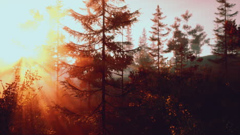 sunbeams pierce through foggy forest at sunrise