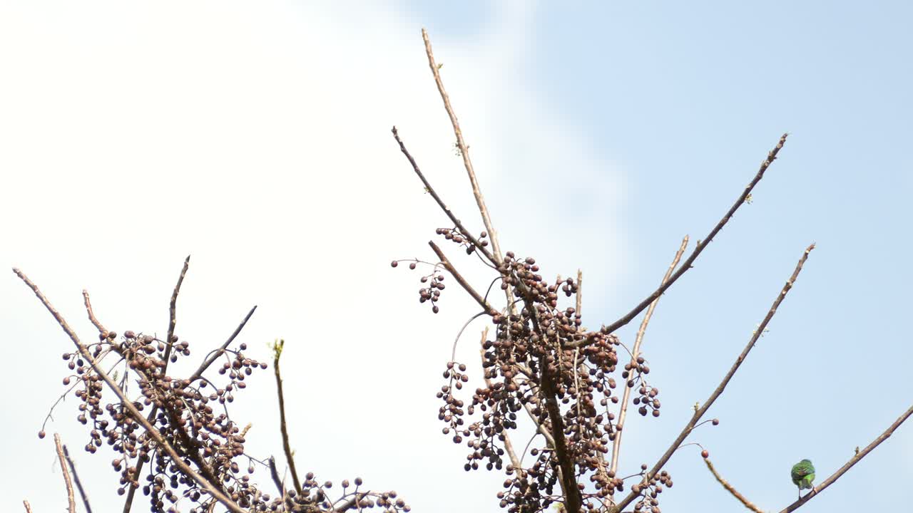 파나마 숲의 나뭇가지에서 날아다니는 밝은 녹색 이국적인 새