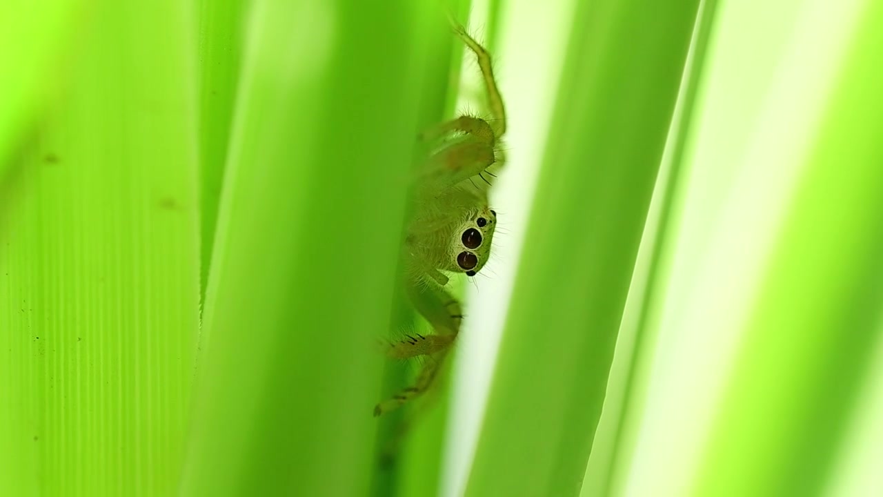Artistic macro composition highlighting intricate details of jumping spider in garden habitat environment