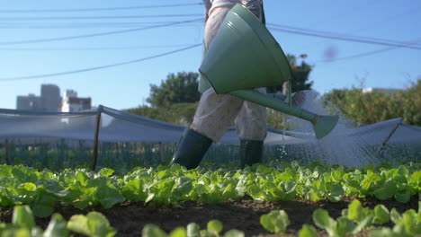 traditional farmer watering organic vegetable garden with buckets in slow motion - asia