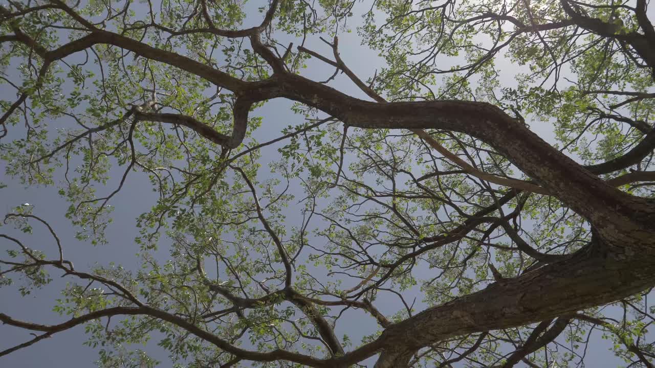 A summer tree with many branches and leaves spinning from below