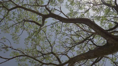 a summer tree with many branches and leaves spinning from below