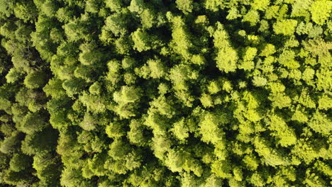 Drone-ascends-above-dense-thick-thick-tree-top-canopy-of-redwood-conifers