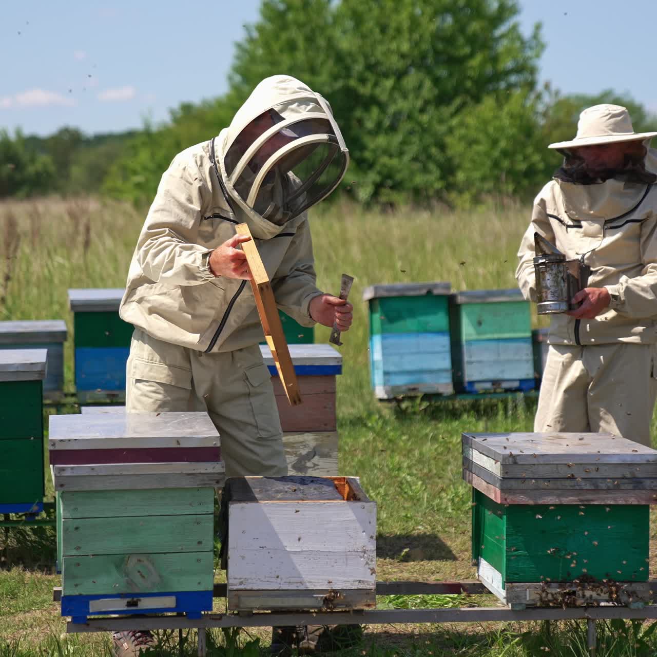 Apiary with wooden hives at the sunny meadow. Lots of bees swarming around. Beekeepers using tools to open and check up hives