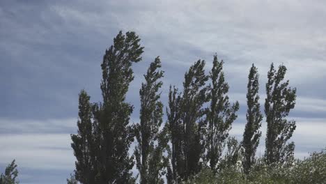 tall treetops blown and moved by the wind, real time