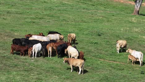 Group of youth and older cows on green grass field of farm drinking and eating. Aerial wide shot. Peaceful outdoo ranch in America