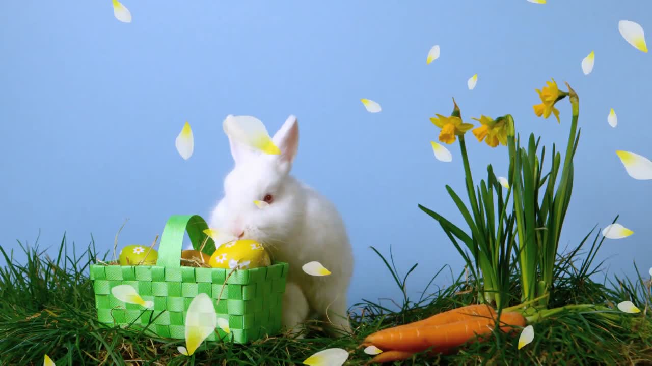 Animação de pétalas de flores amarelas flutuando sobre coelhinho da Páscoa fofo em fundo azul