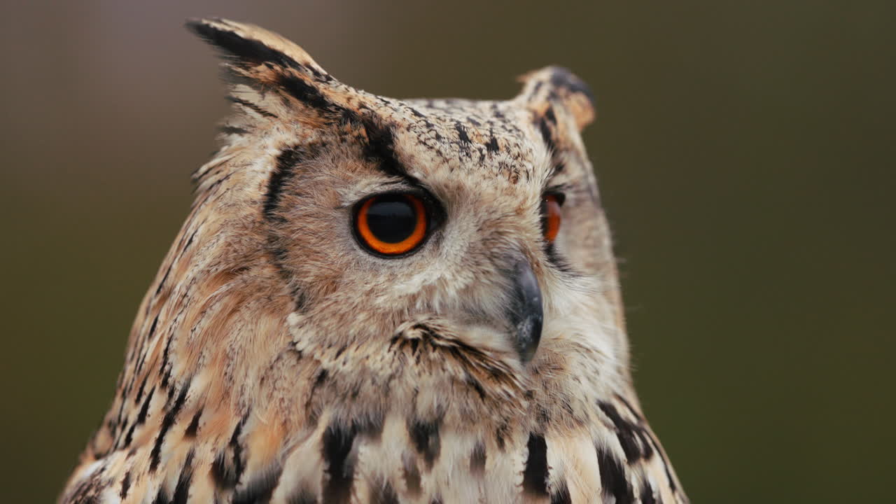 un primer plano de un búho águila