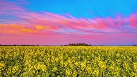 blooming yellow rapeseed flowers on the field with colorful sunset sky