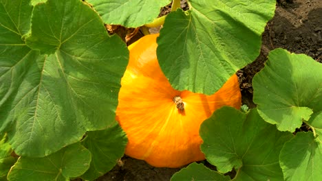 pumpkins in a garden. top view and rotation