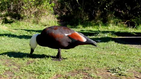 Paraíso-Shelduck---Alimentación-De-Patos