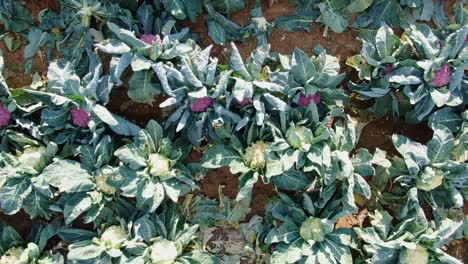 aerial glide shot on sunny day reveals white and purple heads of organic cauliflower, growing in field, ready for harvest