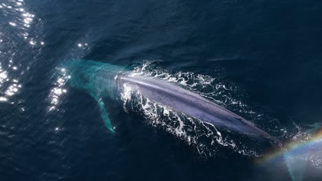 Las-Mejores-Imágenes-De-Dron-De-4k-De-Una-Ballena-Azul-Buceando-Después-De-Una-Gran-Respiración-Creando-Un-Colorido-Arcoíris-Mientras-Se-Hunde-En-El-Océano-Pacífico