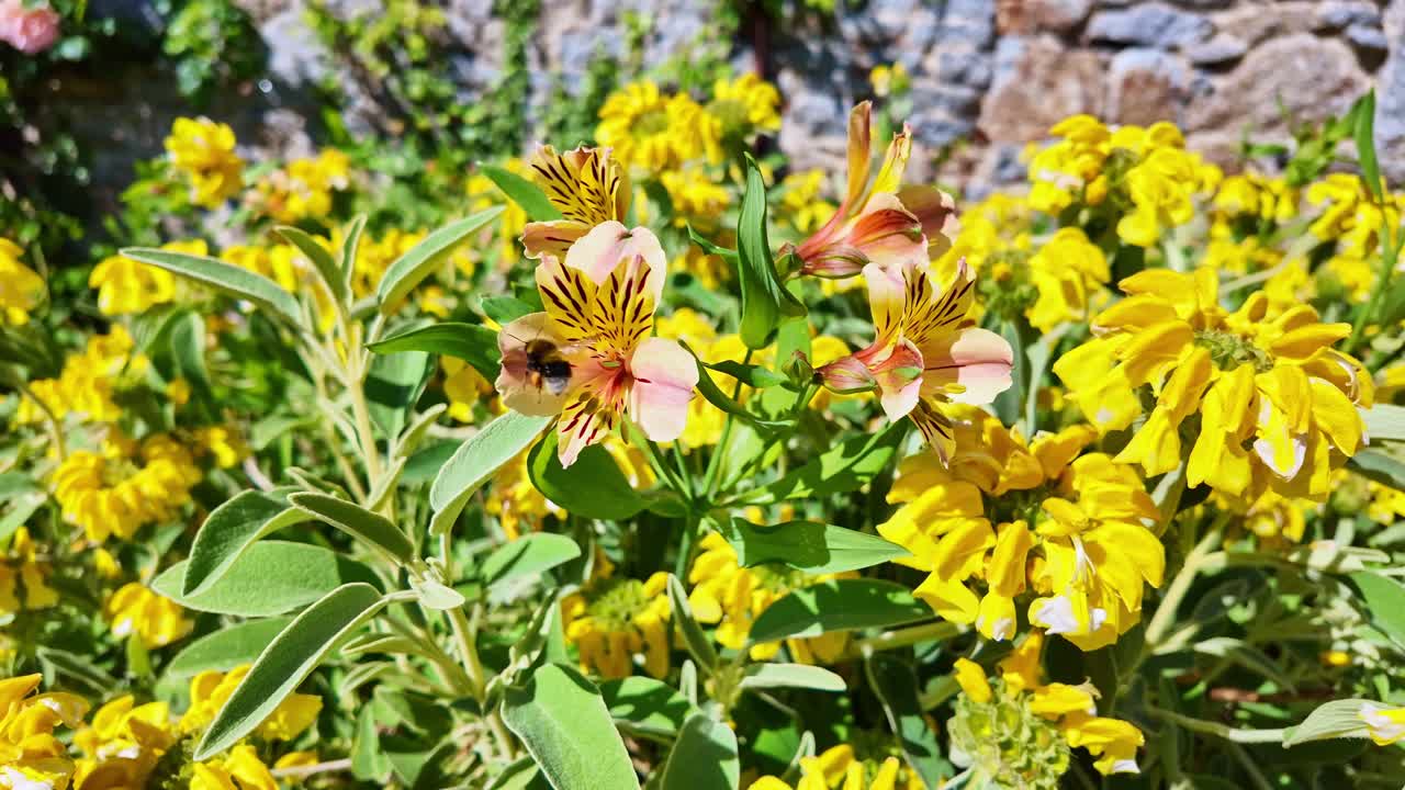 Close-up of a bumblebee flying from flower to flower among orange lilies and Alstroemeria blooms.