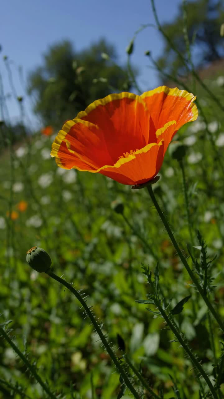 Primo piano video di un vibrante fiore di papavero arancione in un campo verde lussureggiante, ripreso dal basso
