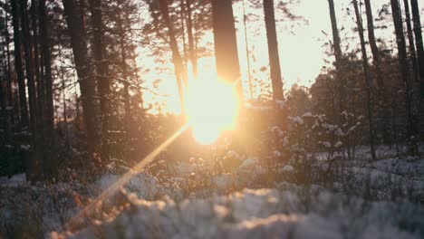 Puesta-De-Sol-Dorada-En-El-Bosque-De-Invierno