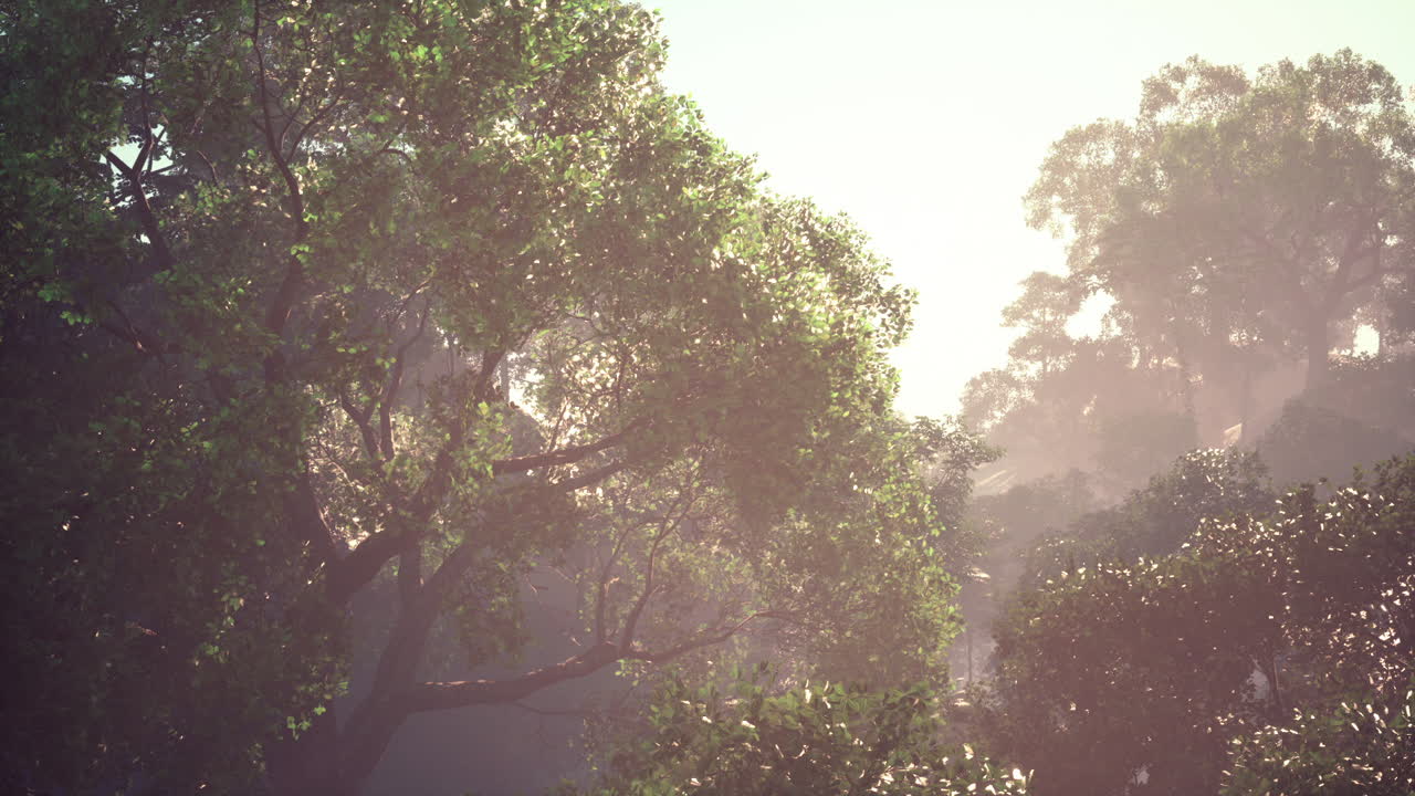 la luz del sol fluye a través de un bosque exuberante