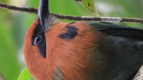 close up view of broad-billed motmot