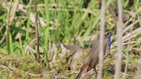 Nahaufnahme-Eines-Weiß-Gefleckten-Blaukehlchen-Zugvogels,-Der-Auf-Dem-Boden-Singt