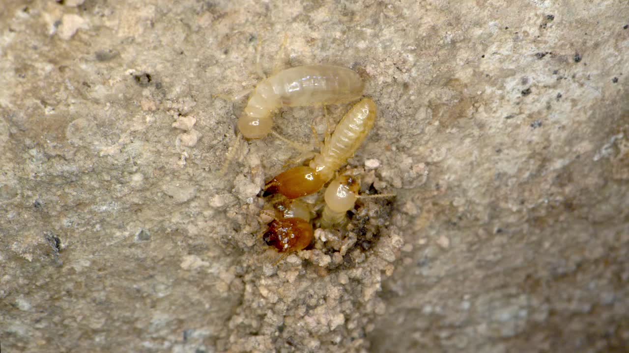 una colonia de termitas reparando un túnel de barro en el garaje en una toma casera con una lente supermacro casi al estilo de la geografía nacional