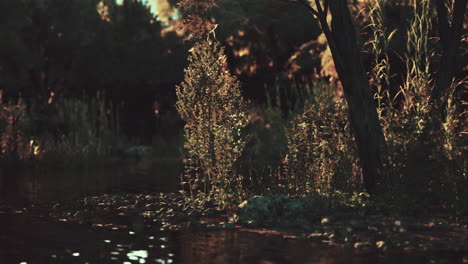 sunset over a tranquil river in a forest