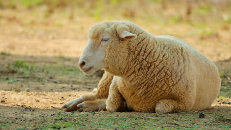 one sleepy woolly dorset horn sheep lying in shadow in anseoung farmland, south korea