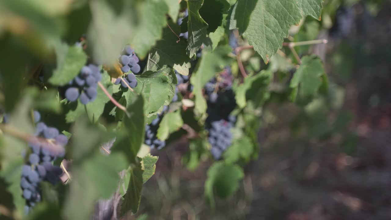 primer plano de uvas syrah shiraz en la vid en un viñedo con el sol radiante y una suave brisa