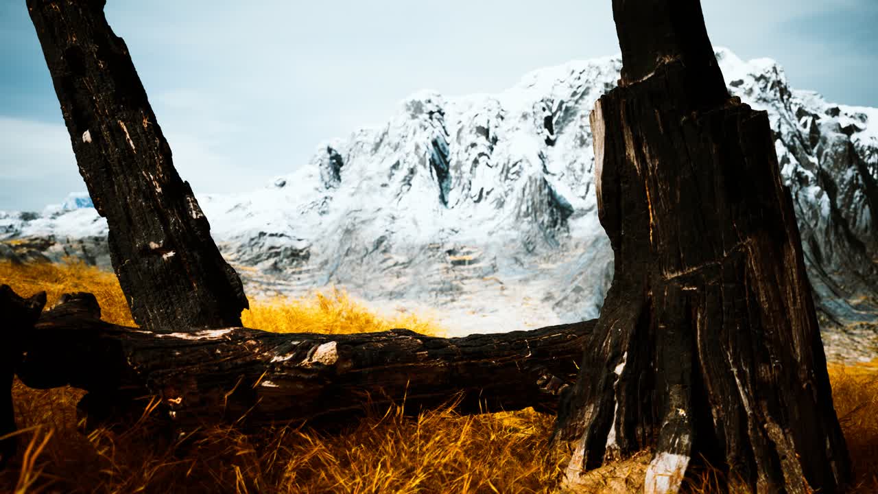 산불 이후 불타버린 나무 통나무