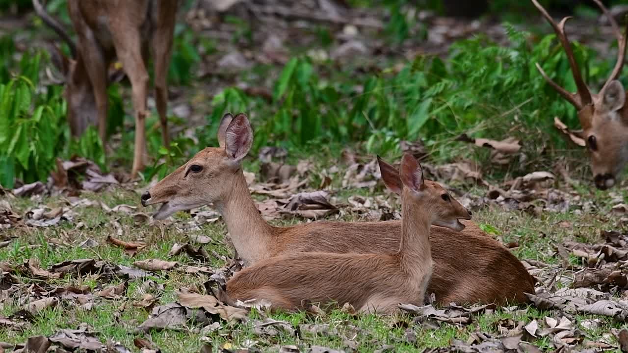 들판의 사슴은 서식지 손실과 사냥으로 인해 멸종 위기에 처한 종입니다.