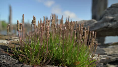 plants grown out of an old driftwood log - close up, slider right